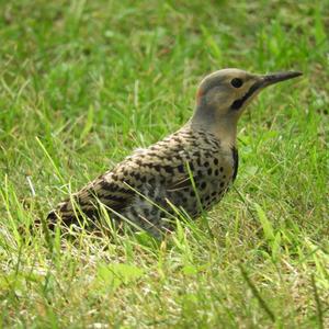 Northern Flicker