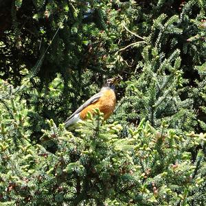 American Robin