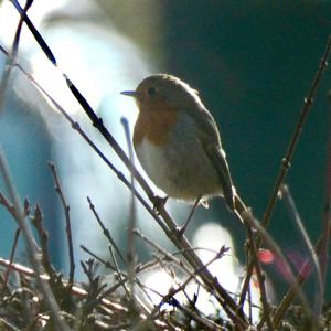 European Robin