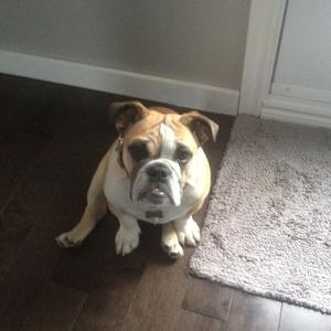 Englische Bulldogge