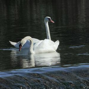 Mute Swan