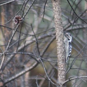 Lesser Spotted Woodpecker