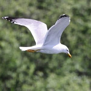 Herring Gull