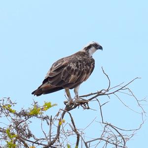 Osprey