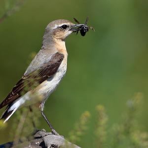 Northern Wheatear