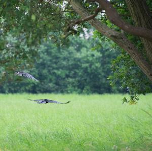 Carrion Crow