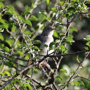 Common Nightingale