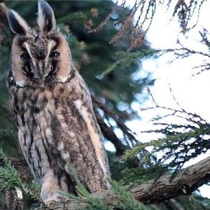 Long-eared Owl