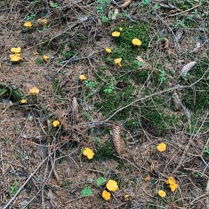 Chanterelle, Common