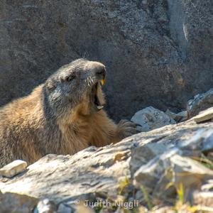 Alpine Marmot