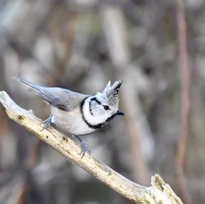 Crested Tit