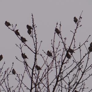 Bohemian Waxwing