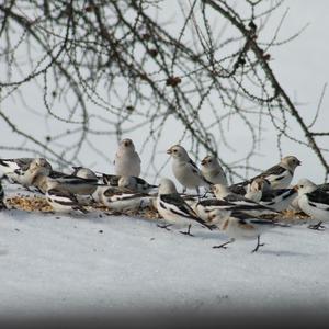 Snow Bunting