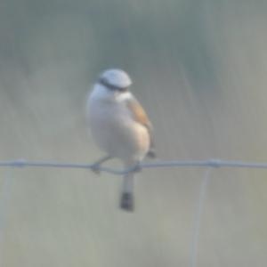 Red-backed Shrike