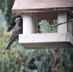 Common Starling