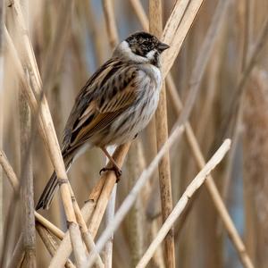 Reed Bunting