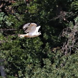 Common Buzzard