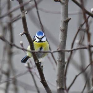 Blue Tit