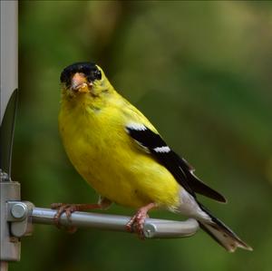 American Goldfinch