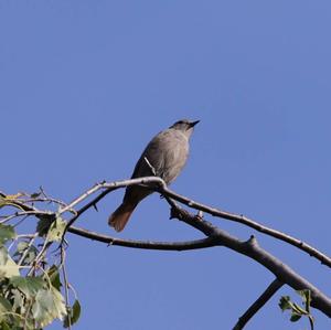 Black Redstart