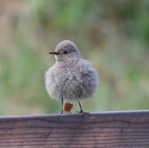 Black Redstart