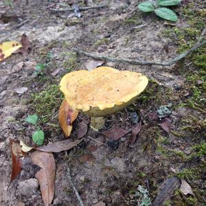 Dotted-stalk Bolete