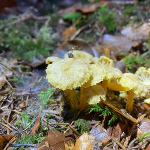 Trumpet Chanterelle