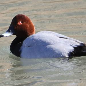 Common Pochard