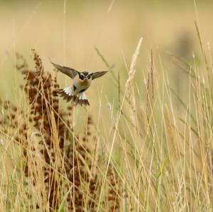 Whinchat