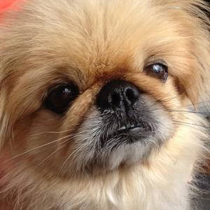 Pekingese