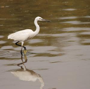 Little Egret