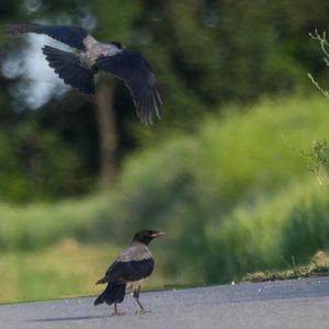 Hooded Crow