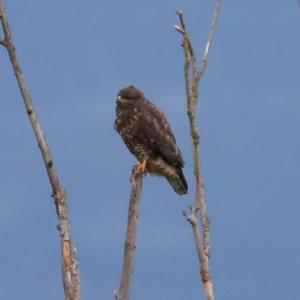 Common Buzzard