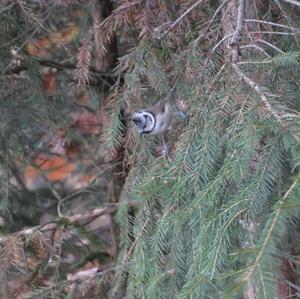 Crested Tit