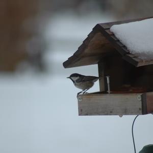 Coal Tit