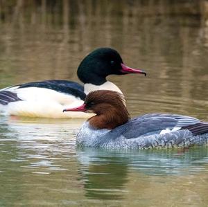 Common Merganser