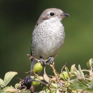 Red-backed Shrike