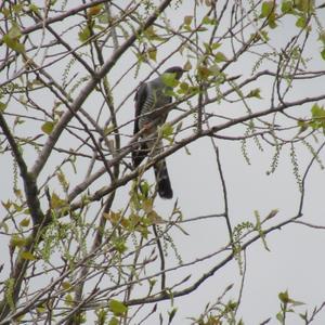 Common Cuckoo