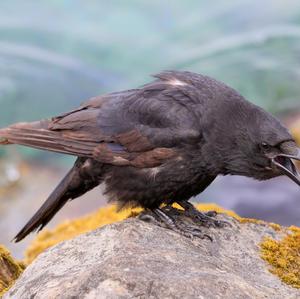 Carrion Crow