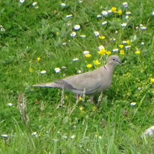 Eurasian Collared-dove