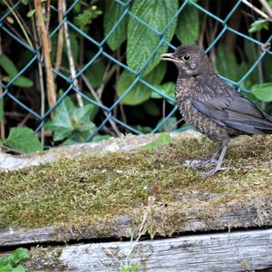 Eurasian Blackbird