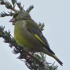 European Greenfinch