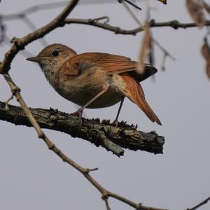 Thrush Nightingale