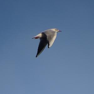 Black-headed Gull