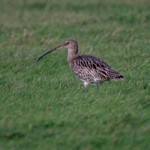 Eurasian Curlew