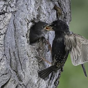 Common Starling