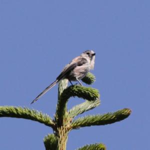 Long-tailed Tit