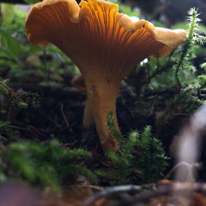 Chanterelle, Common