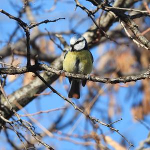 Blue Tit