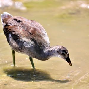 Common Moorhen